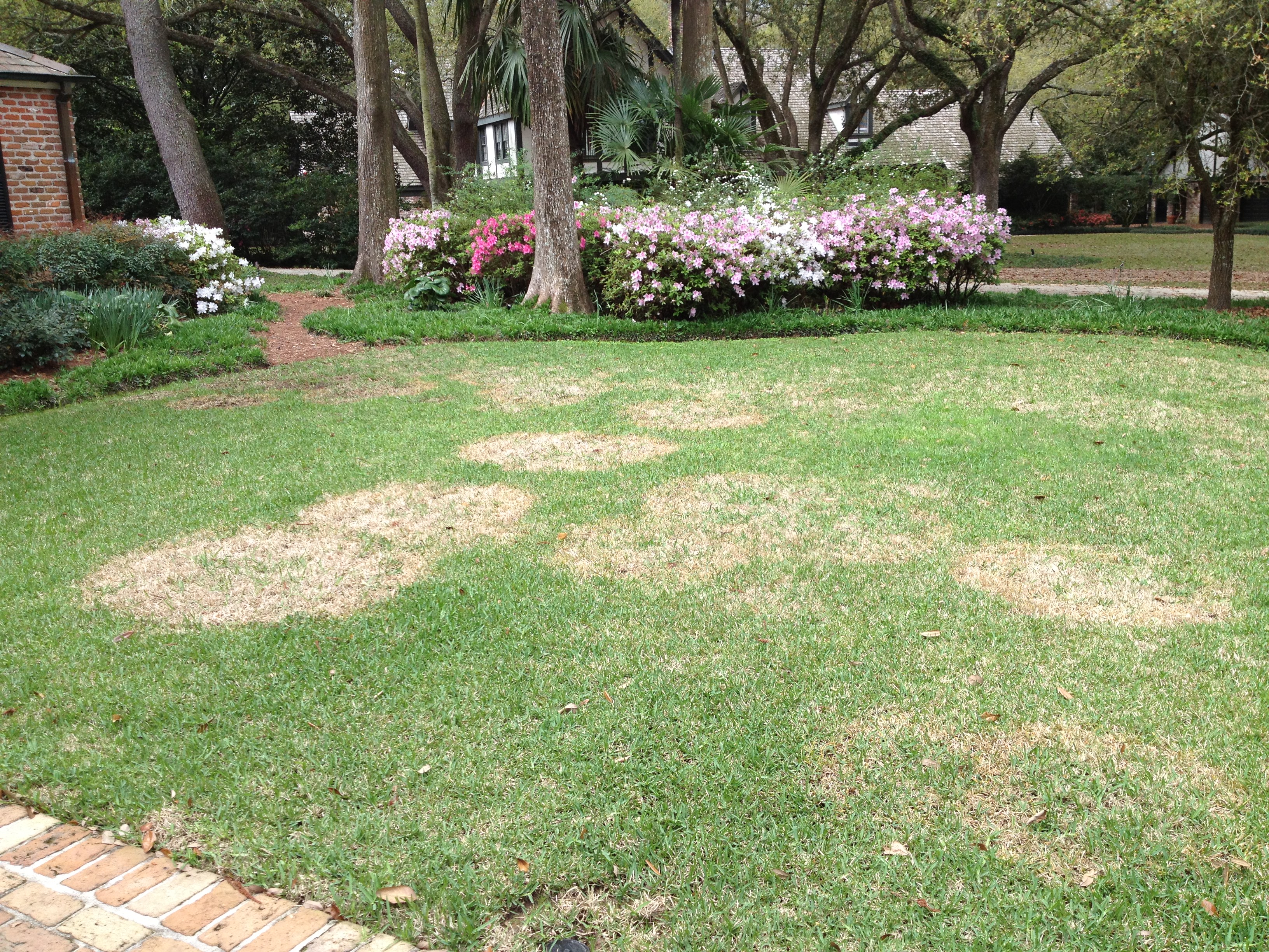 Large patch disease on the rise in Louisiana lawns